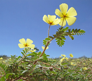 tribulus terrestris