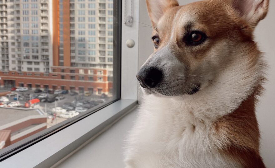 Jak připravit psa na samotu po prázdninách