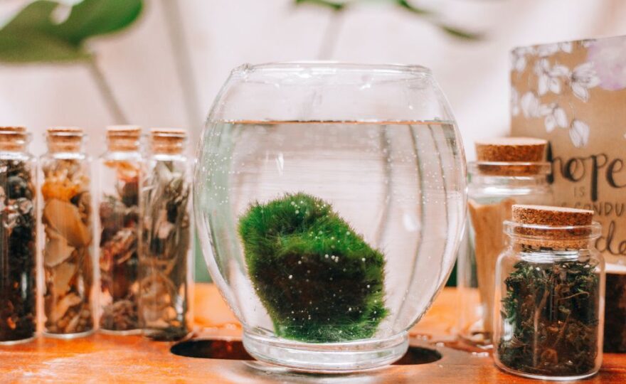 Jak pěstovat řasokoule?