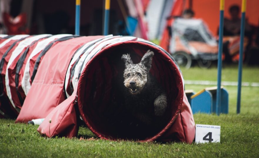 Ve zdravém těle zdravý duch! Užijte si pohyb se svým chlupáčem
