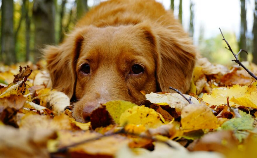 Jak posílit imunitu psa před zimou: tipy, které ocení každý čtyřnohý parťák