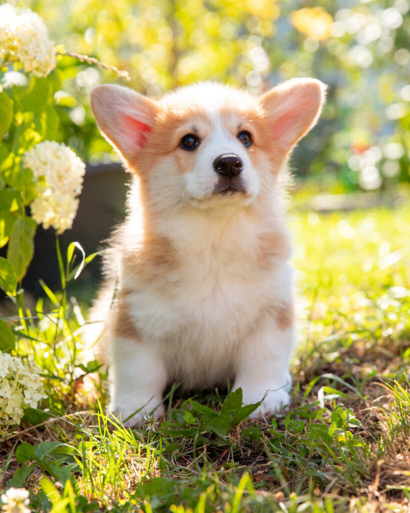 Jóga se štěňátky corgi
