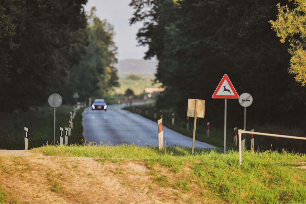 Srážka se zvěří není výjimečná. Na co si dát pozor a jak postupovat po nehodě